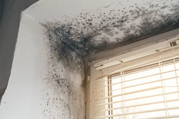Affordable Mold Removal solutions in USA