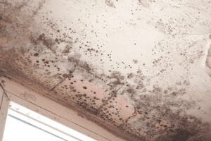 Stachybotrys chartarum also known as black mold or toxic black mold.