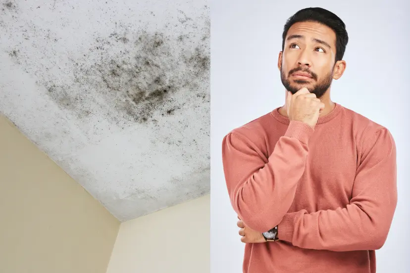 What Does Black Mold Smell Like